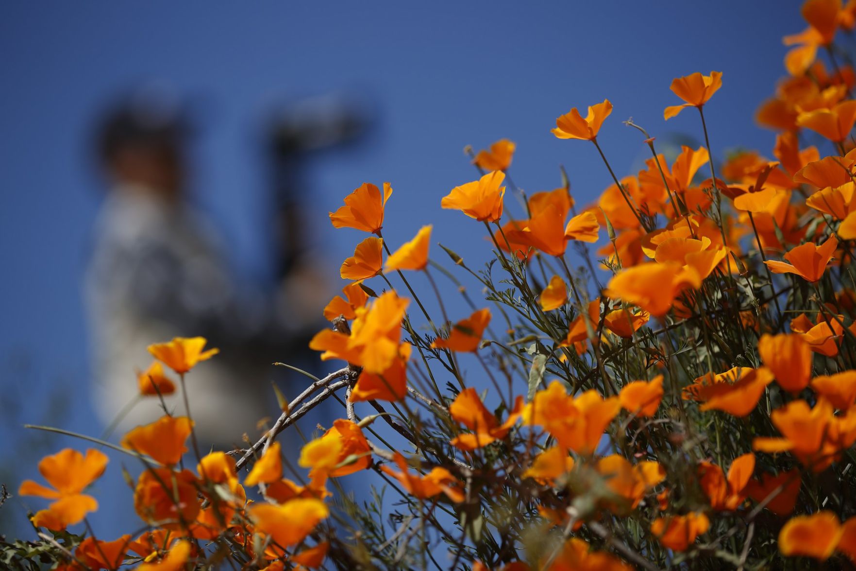 Amapolas
